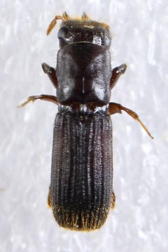 Réf. 311 128 : Platypus cylindrus